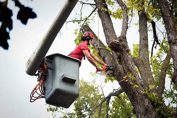 Best Emergency Tree Service  in Colfax, WA